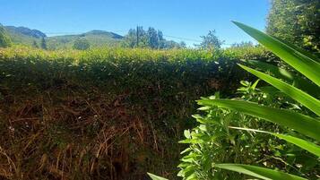 Un campo con flores moradas y un seto al fondo.
