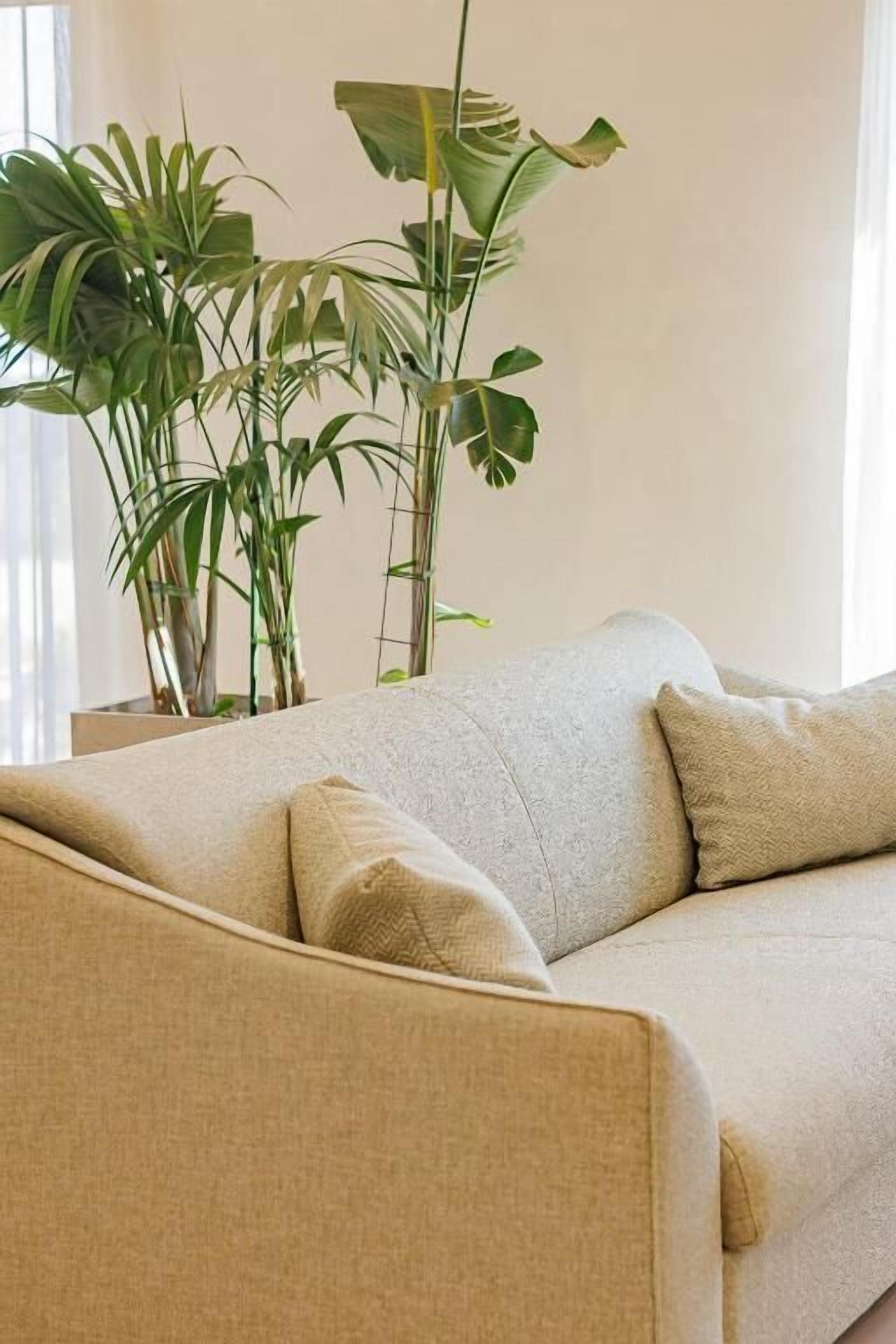 A beige sofa with two cushions in a room with a large green plant in the background.