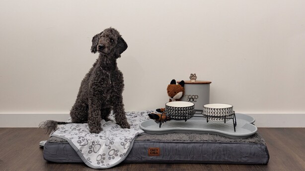 A dog sitting on a gray pet bed with a blanket, a small table with a bowl, and a fox-shaped toy on a shelf. - Luxury A-Frames - Pet-Friendly - Fenced Yard - Sleeps 12 - Minutes to Greenway! (Asheville)