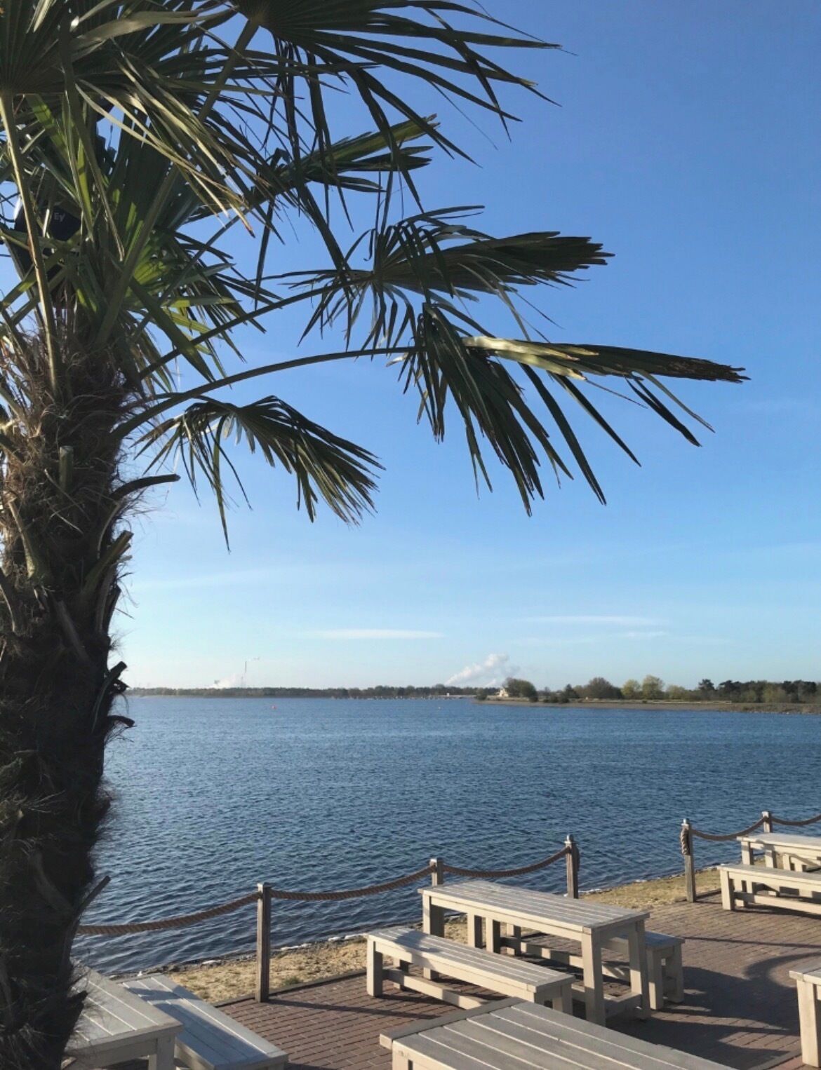 A waterfront view with a palm tree, benches, and a clear sky.