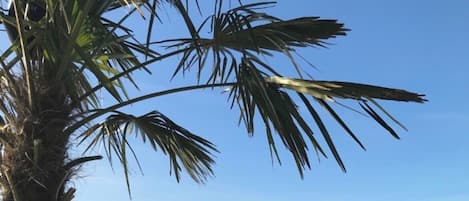 En utsikt över vattnet med en palm, bänkar och en klar himmel.