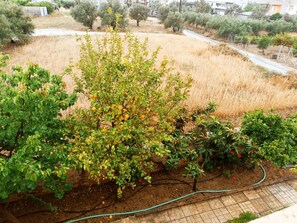 A garden with various plants and a hose.