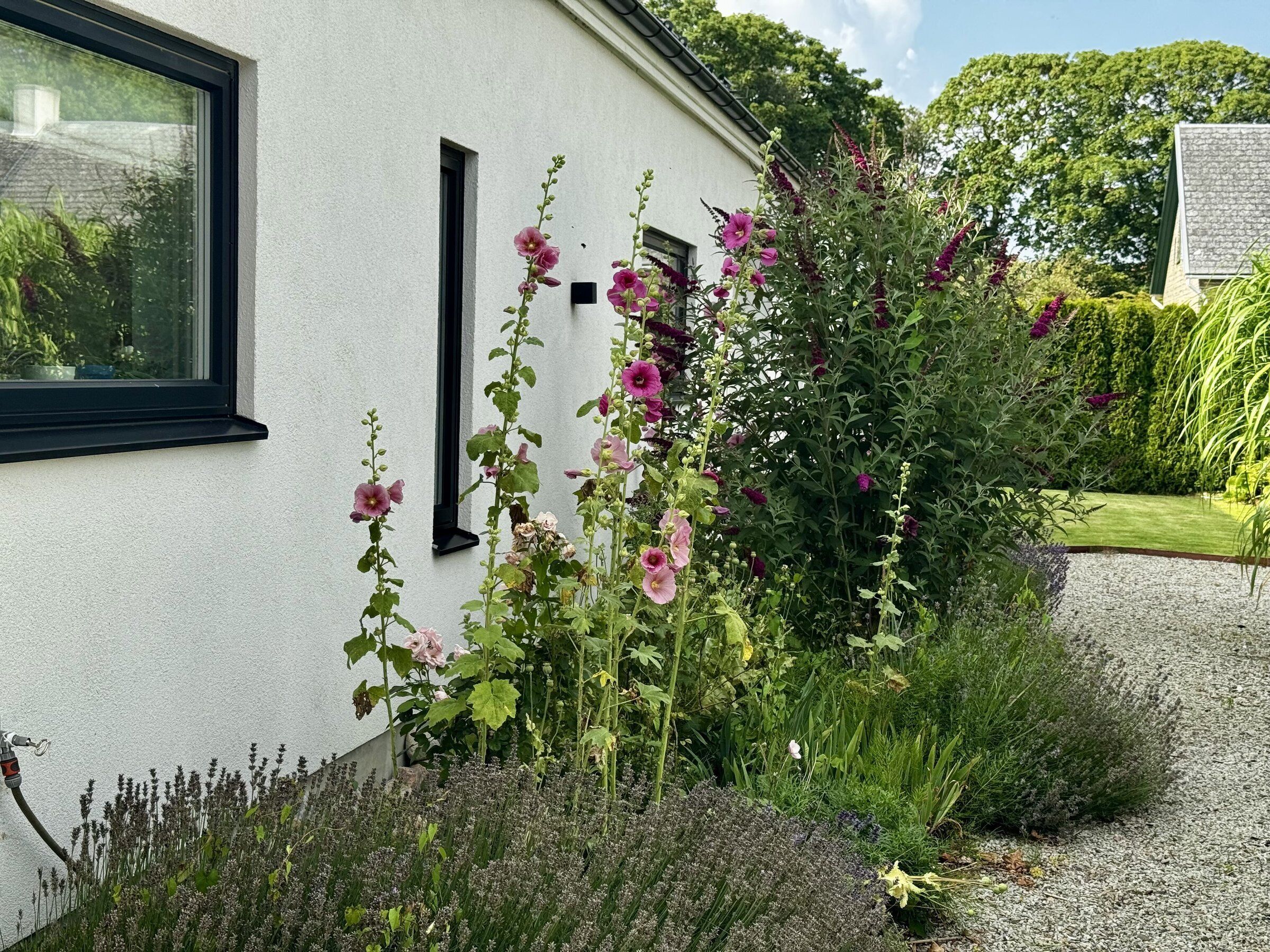 A white building with a window and a door, surrounded by various plants and flowers.