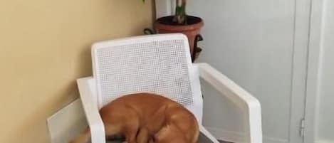 Una habitación con una silla blanca, una planta en maceta y una ventana con cortinas blancas.