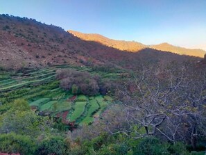Un paisaje montañoso con campos en terrazas y un árbol destacado en primer plano.