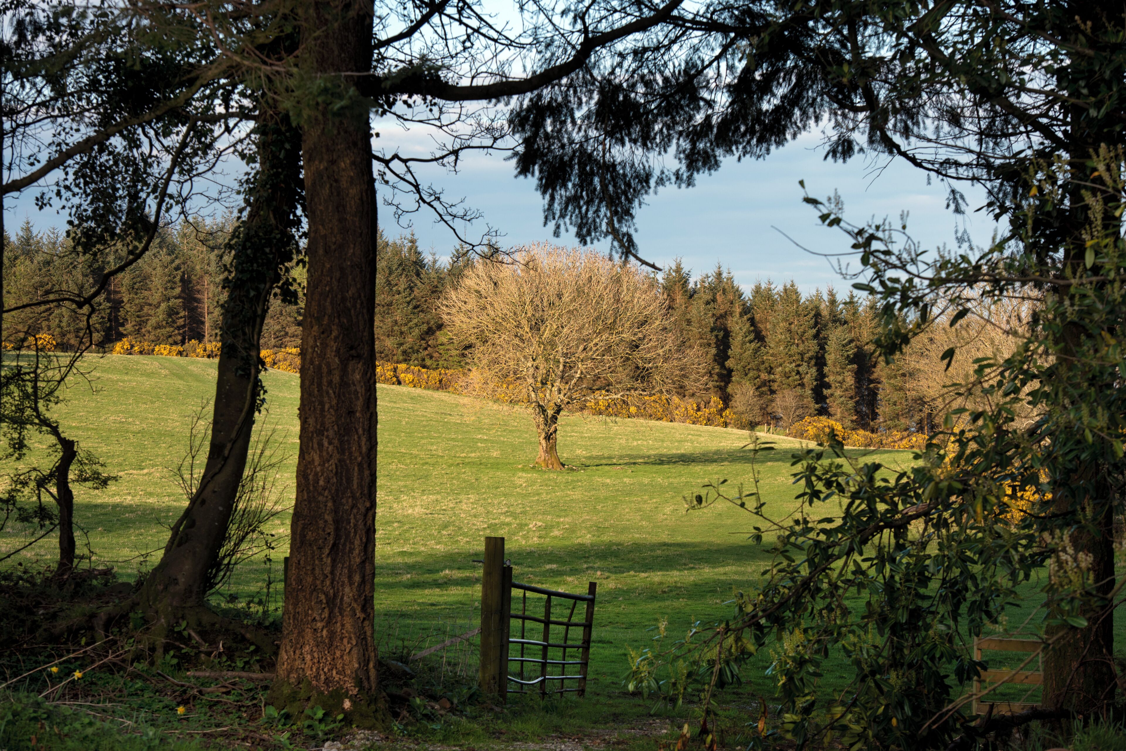 A rural landscape with a grassy field, a wooden gate, and trees.