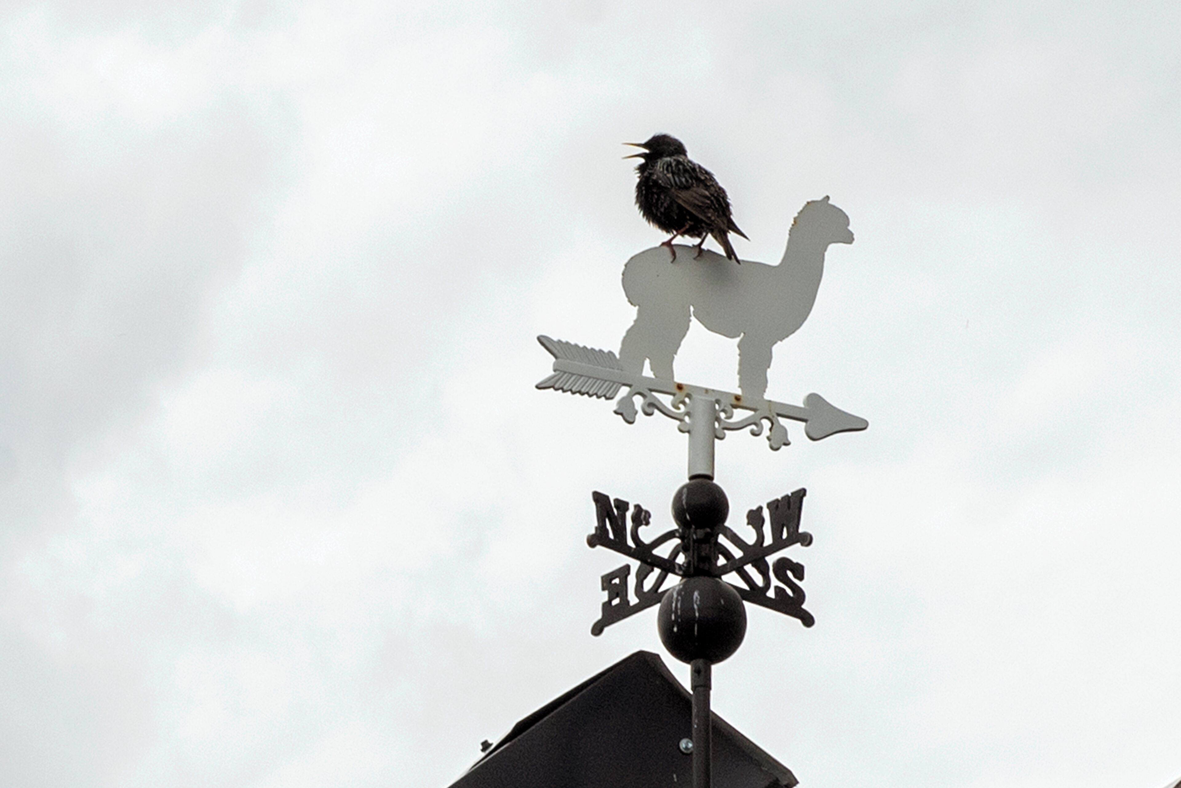 Une girouette représentant un coq et la silhouette d’un mouton, fixée sur un mât orné de motifs en forme de flocon de neige.