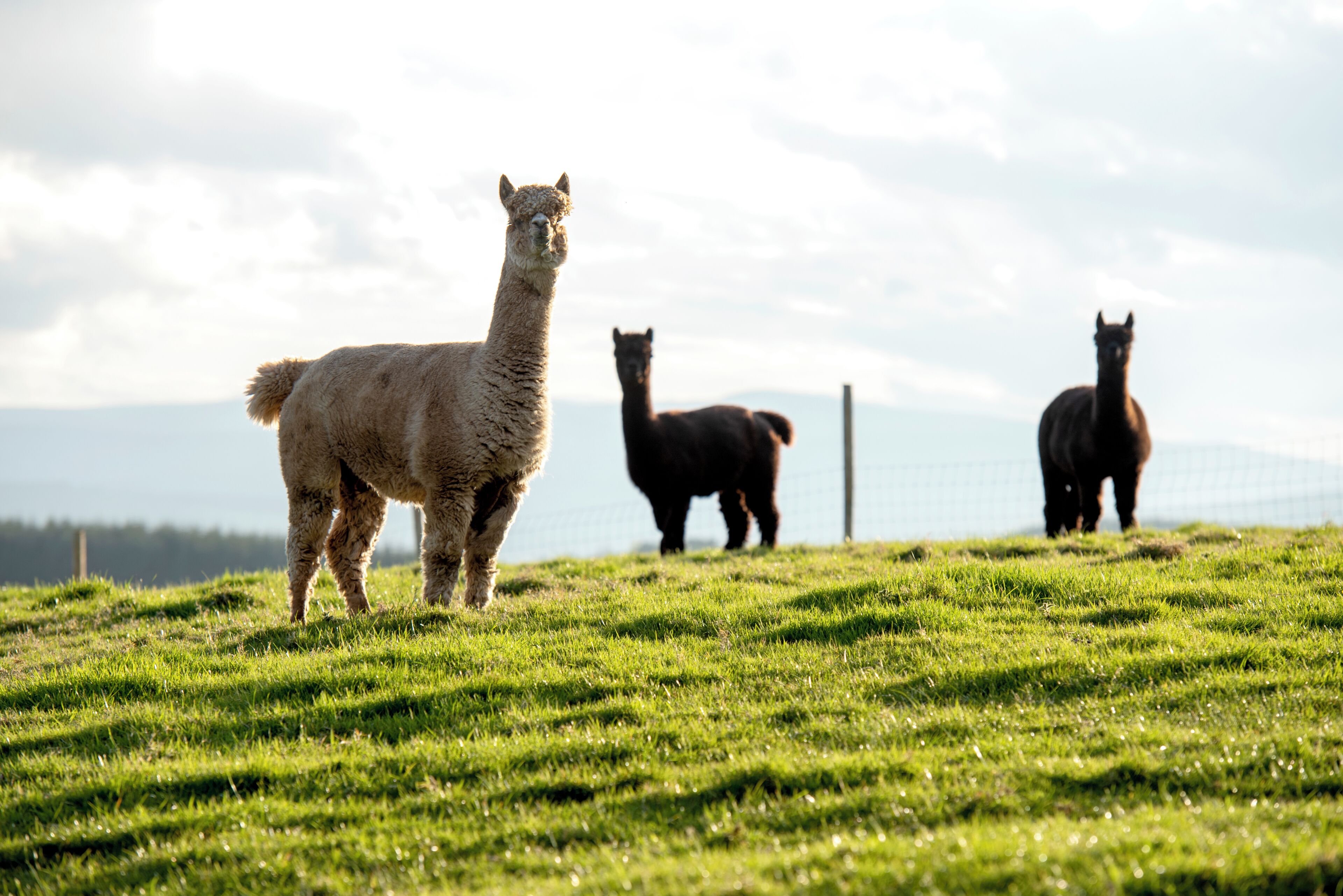 Un champ herbeux où se trouvent trois lamas.