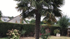 Ein Garten mit einer Palme, verschiedenen Sträuchern und einer Hecke.