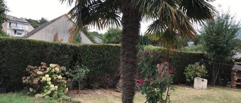 A garden with a palm tree, various shrubs, and a hedge.