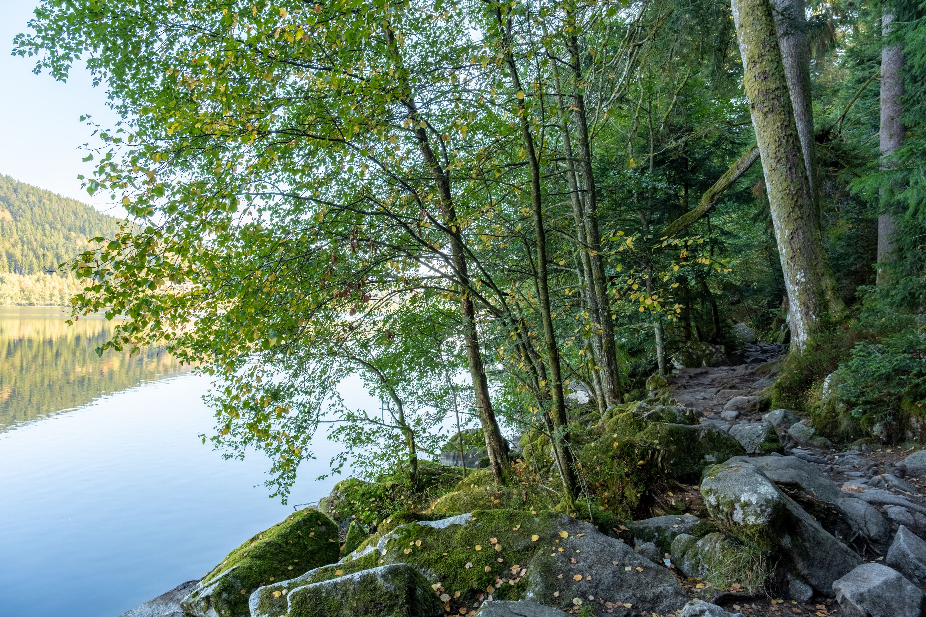 Un sentiero tranquillo lungo il lago, con alberi e rocce.