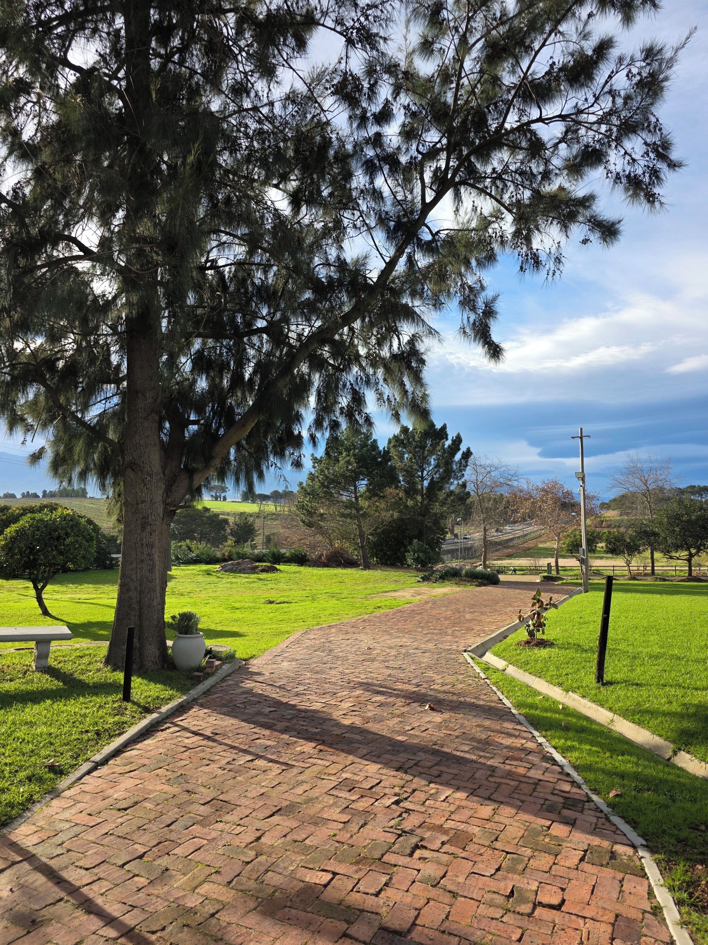 A paved pathway in a park with a large tree and a bench.