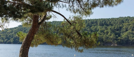 Ein Strand mit einem großen Baum im Vordergrund und einer bewaldeten Hügelkette im Hintergrund.
