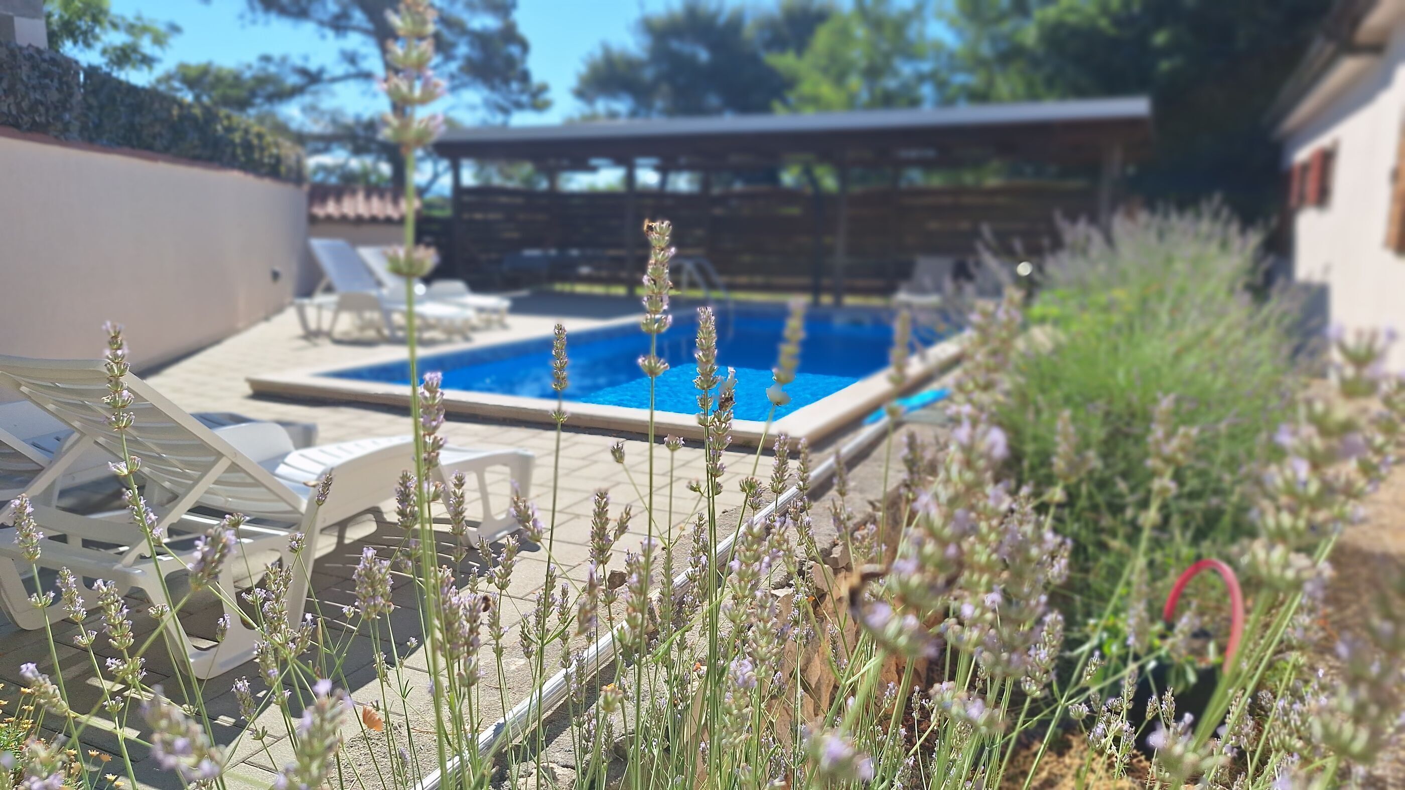 A swimming pool with lounge chairs and a garden area with lavender plants.