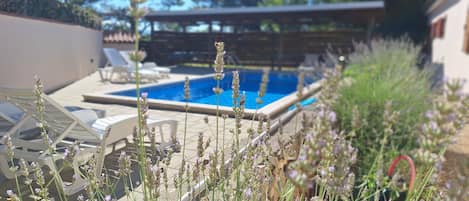 A swimming pool with lounge chairs and a garden area with lavender plants.