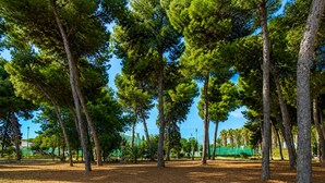 Un parque con árboles altos y cielo despejado.