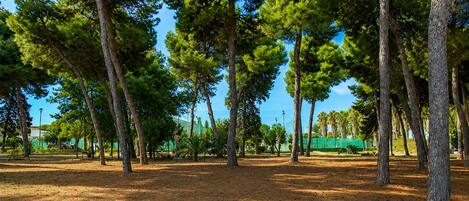 A park with tall trees and a clear sky.