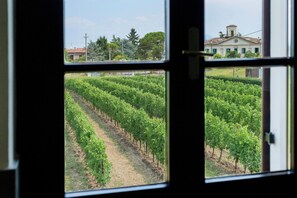 A vineyard through a window with a building in the background.