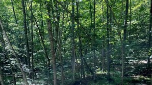 Property grounds - Scenic Off-Grid A-Frame with Private Fire Pit near White Mountain National Forest, Stoneham, Maine (Stoneham)