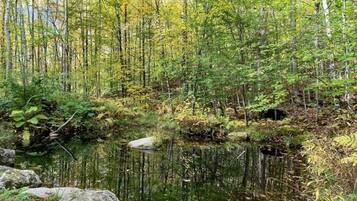A forested area with a calm body of water, surrounded by trees and rocks.