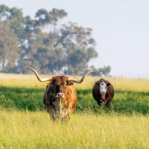 Een stier in een begrazend veld met bomen op de achtergrond.
