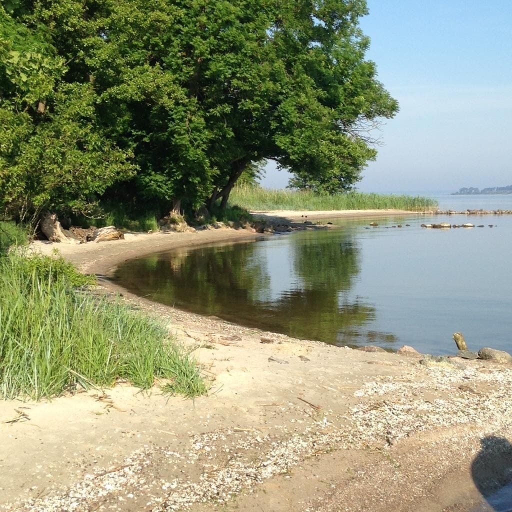 A riverbank with a sandy shore, dense green foliage, and a calm water body.