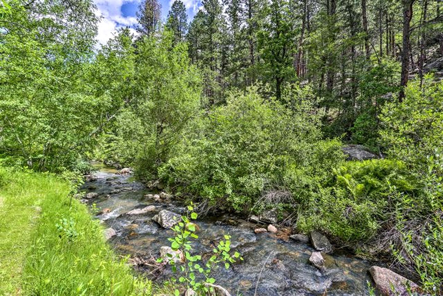 Un paysage naturel avec un ruisseau, une végétation luxuriante et des arbres.