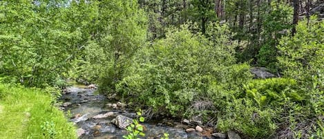 Un paysage naturel avec un ruisseau, une végétation luxuriante et des arbres.