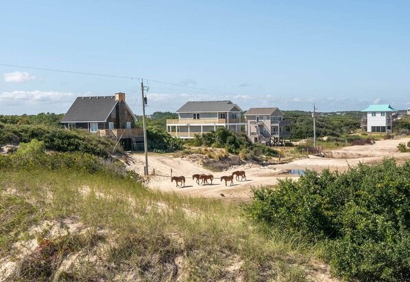 A coastal residential area with houses, a dirt path, and horses. - Blue Moon Outer Banks (Currituck County)