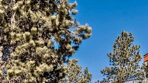 A modern cabin with a large window, a patio area, and a stone wall. - Rustic Tiny Home near Garden of the Gods, Perfect for a Weekend Getaway from Colorado Springs (Woodland Park)