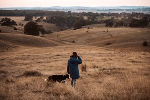 A person standing in a field with a dog, overlooking a hilly landscape with sparse vegetation. - Secluded Tiny Home with Wild Yoga Retreat near Malmsbury, Macedon Ranges Victoria (Metcalfe)