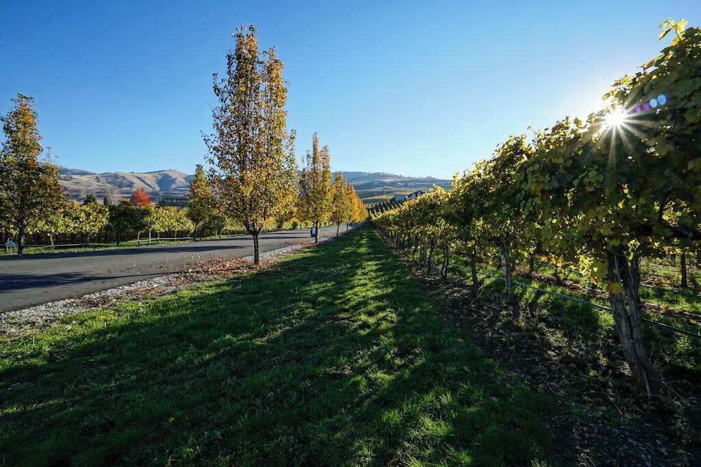 A vineyard with rows of grapevines, a paved path, and a clear sky.