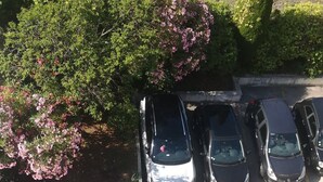 Un estacionamiento con coches y un arbusto verde con flores rosas.