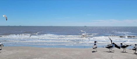 Una playa con gaviotas y el océano.