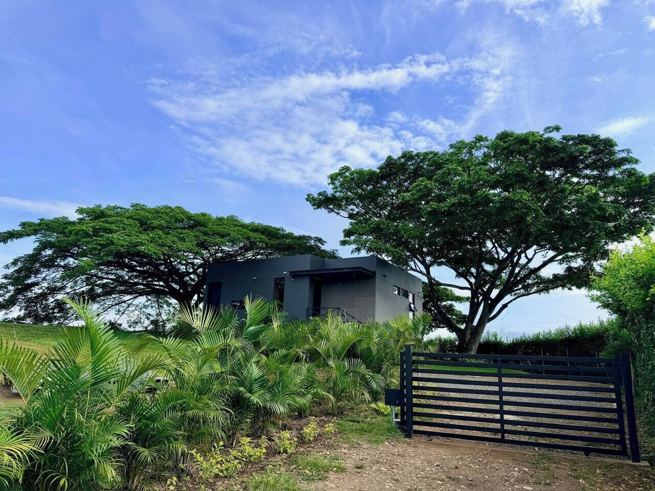 Una casa moderna amb un gran arbre a davant, envoltada de vegetació abundant.