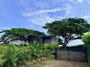 Una casa moderna amb un gran arbre a davant, envoltada de vegetació abundant.