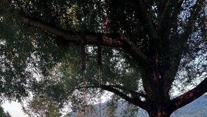 A large tree with a swing hanging from its branches, a grassy field, and a body of water in the background. - 2 waterfront cabins, Jack & Jill bath, steps to Lake, restaurant and bar (Troy)