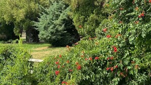 Ein Garten mit unterschiedlichen Pflanzen und Bäumen, einer hölzernen Bank und einem gepflasterten Weg.