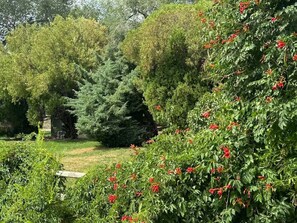 Ein Garten mit unterschiedlichen Pflanzen und Bäumen, einer hölzernen Bank und einem gepflasterten Weg.