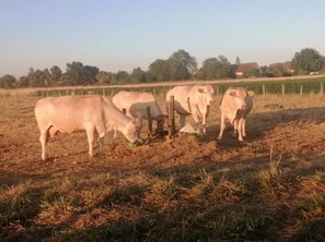 Een groep koeien die grazen in een weiland met een omheining en bomen op de achtergrond.