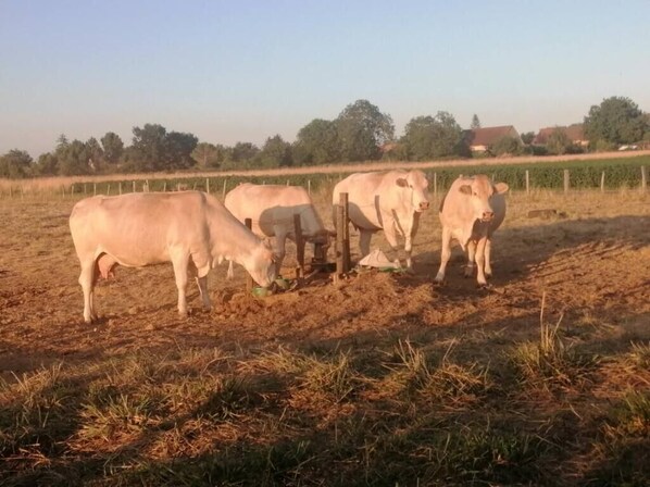Un grupo de vacas pastando en un campo con una valla y árboles al fondo.