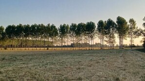 A field with a row of trees and a clear sky.