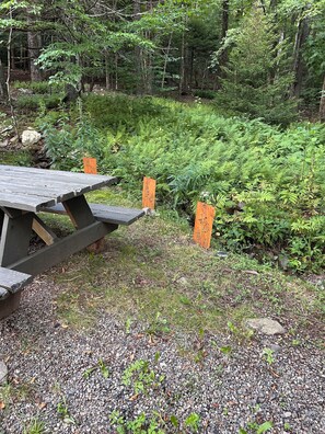 Mesa de piquenique em área arborizada, com trilha de cascalho e samambaias.