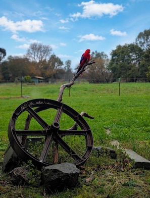 A red parrot perched on a branch above a large, rusted wheel. - Acheron Valley Riverbend Farmstay - Private Acheron River Access on 13 Acres (Acheron)