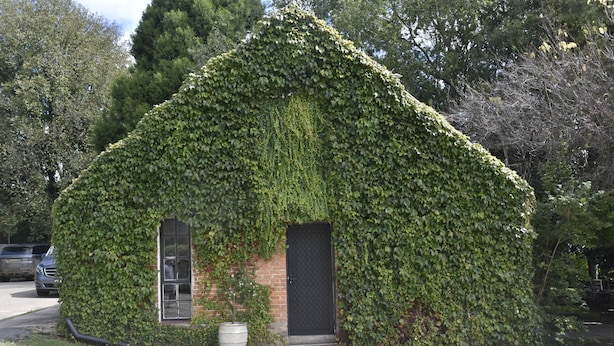 Un piccolo edificio ricoperto d'edera, con facciata in mattoni, una porta e una finestra.