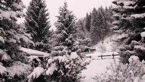 Bosque nevado con una cerca de madera.
