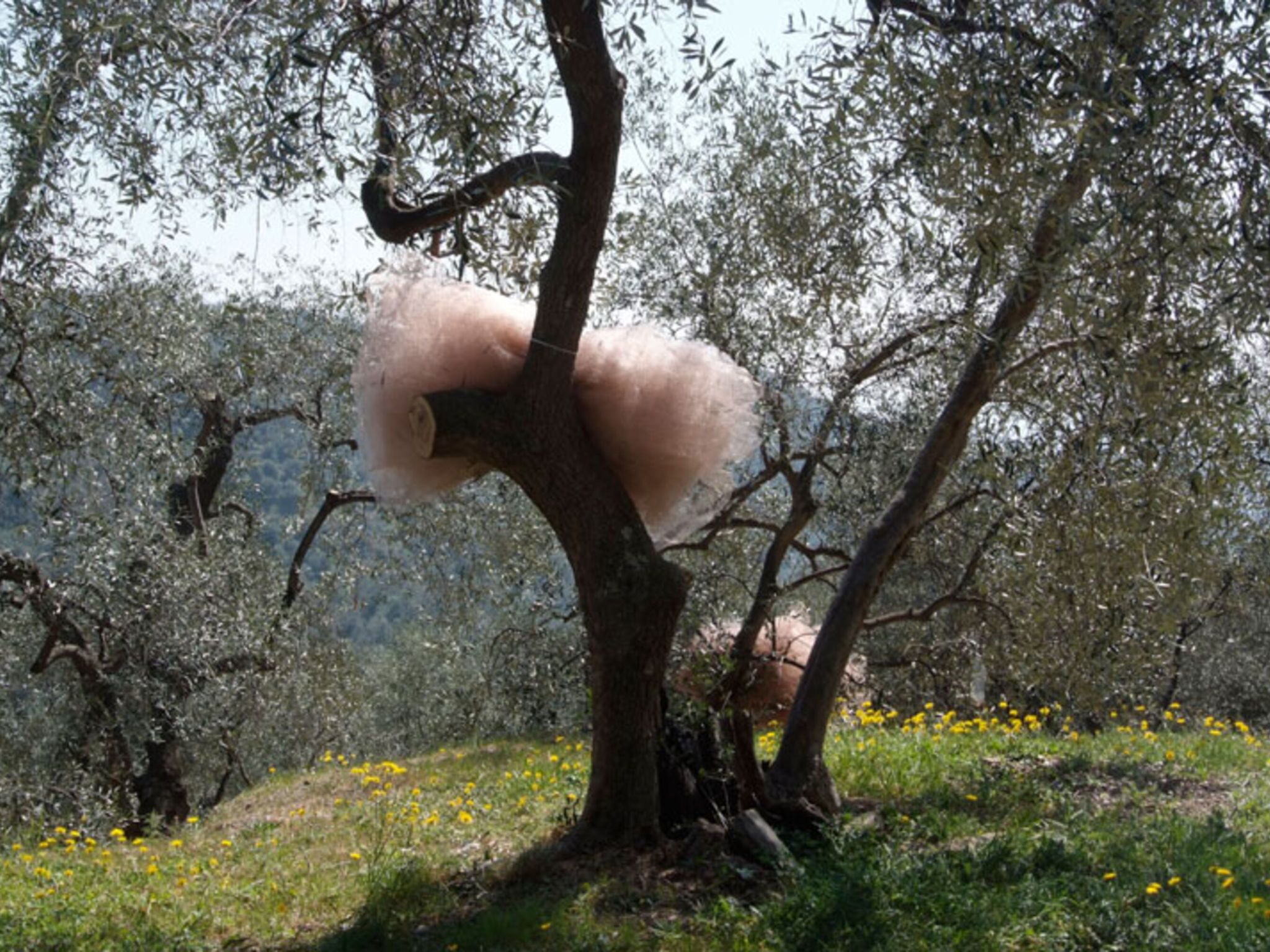 Un albero con un oggetto grande, soffice e chiaro appeso ai rami.
