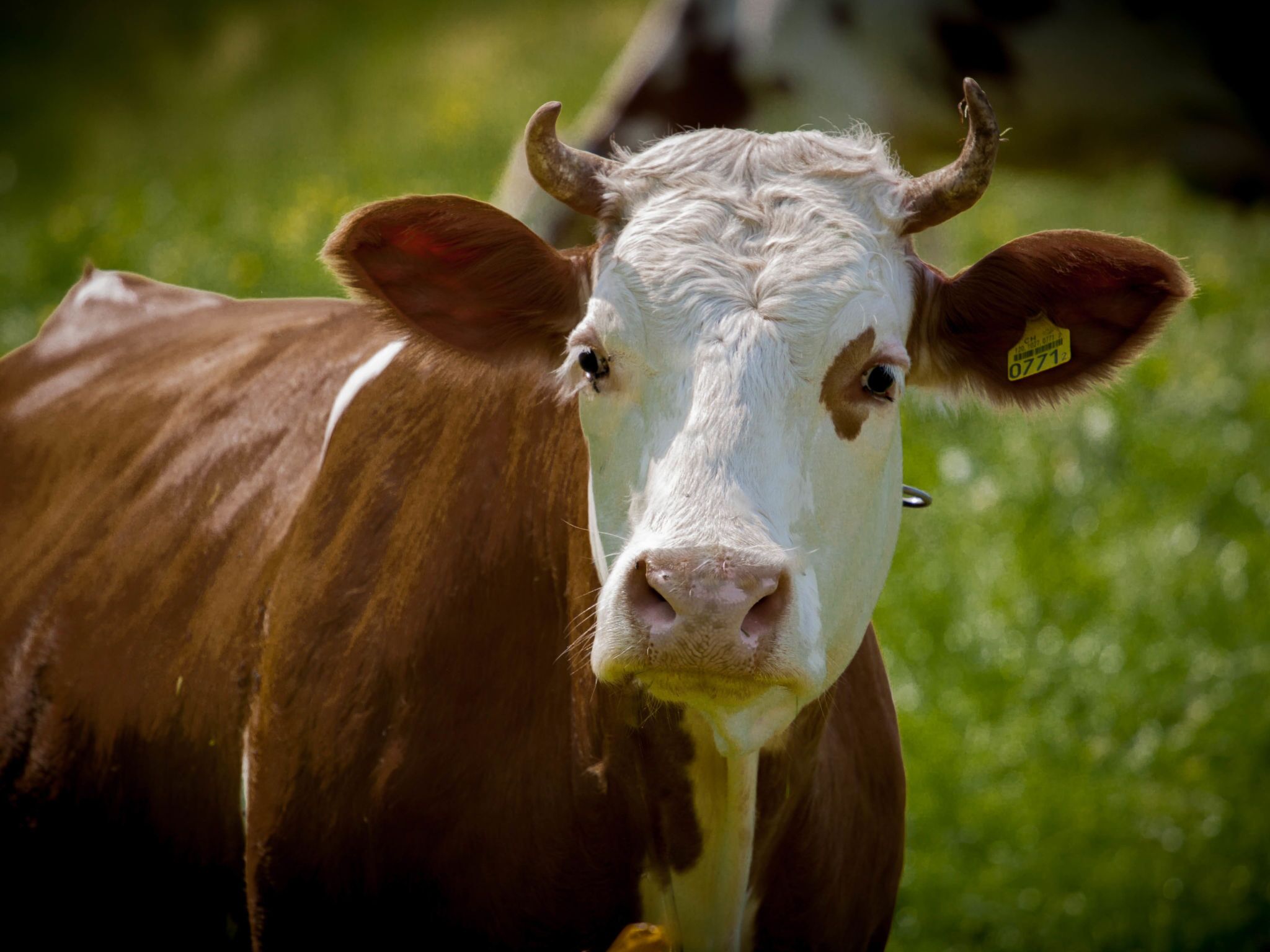 Una vaca con una etiqueta en la oreja, de pie en un campo cubierto de hierba.