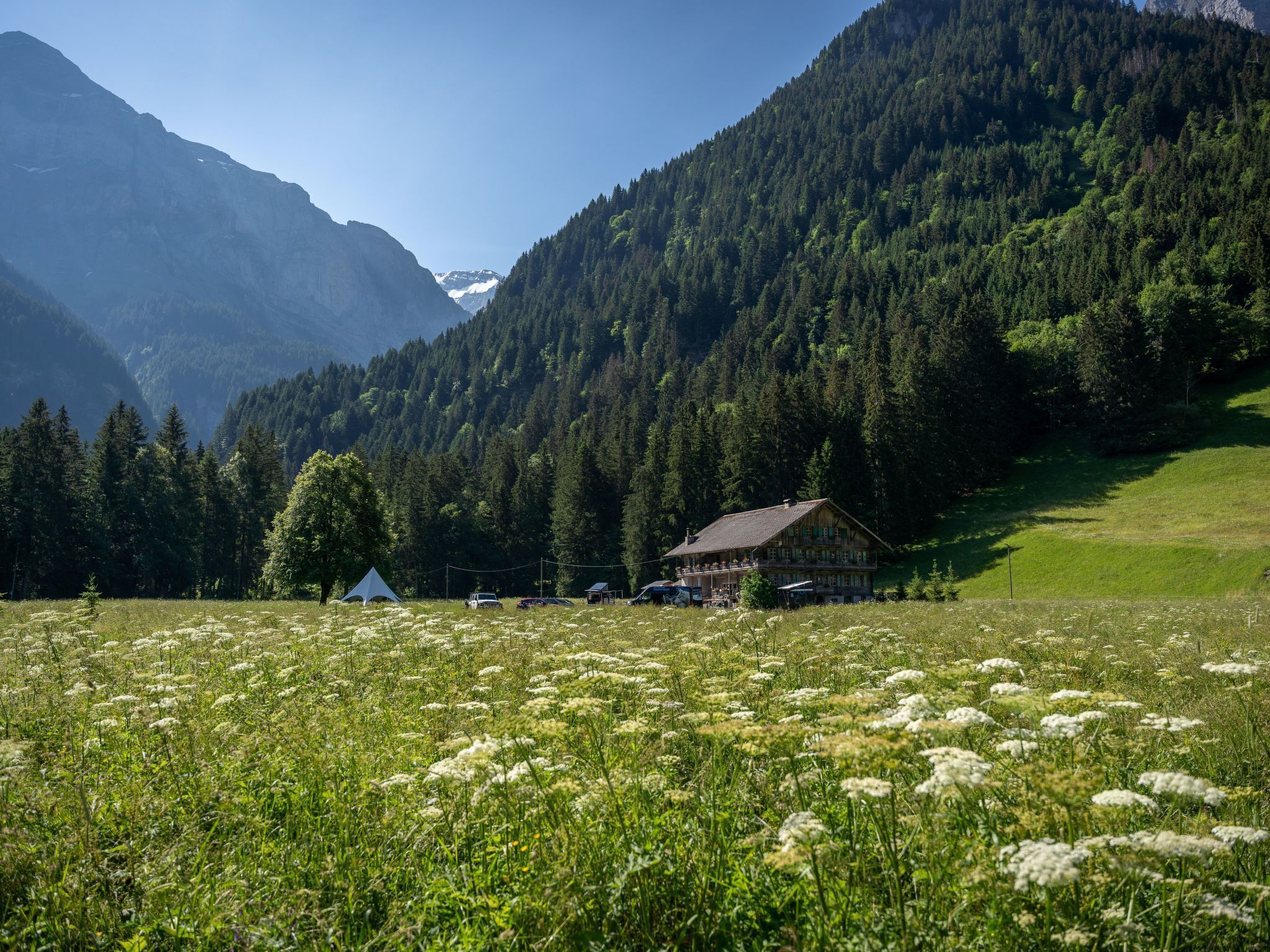 Un paysage de montagne avec une maison entourée d’un champ de fleurs blanches et d’une forêt dense.