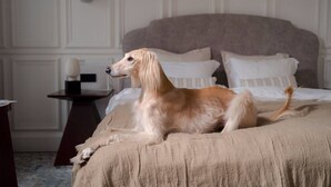 Een hond ligt op een bed in een kamer met een hoofdeinde, een kleine tafel en een decoratief wandobject.
